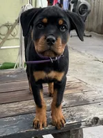 Nala , a female Rottweiler for sale in Richmond, CA – 3 of 7