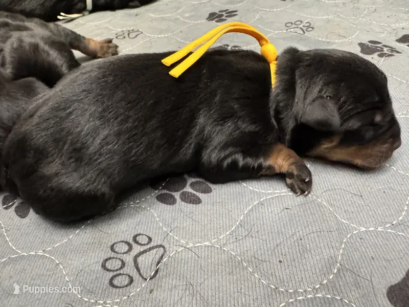 Yellow girl – Rottweiler puppy for sale in Richmond, CA