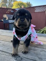 Willow, a female Rottweiler for sale in Richmond, CA – 3 of 6