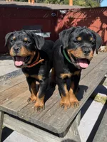 Willow, a female Rottweiler for sale in Richmond, CA – 8 of 10