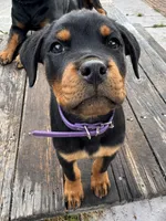 Nala , a female Rottweiler for sale in Richmond, CA – 6 of 7