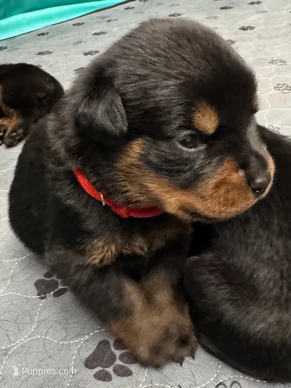 Red girl – Rottweiler puppy for sale in Richmond, CA