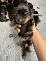 Grey girl, a female Rottweiler for sale in Richmond, CA – 2 of 3