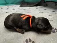 Orange girl, a female Rottweiler for sale in Richmond, CA – 1 of 4