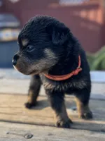 Pippa , a female Rottweiler for sale in Richmond, CA – 6 of 6