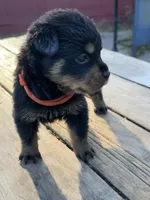 Pippa , a female Rottweiler for sale in Richmond, CA – 3 of 6