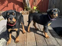 Ruby, a female Rottweiler for sale in Richmond, CA – 4 of 10
