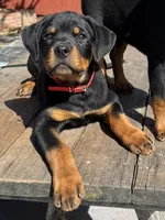 Ruby, a female Rottweiler for sale in Richmond, CA – 5 of 10