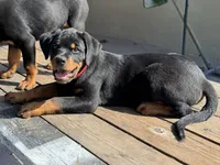 Ruby, a female Rottweiler for sale in Richmond, CA – 2 of 10