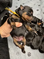 Yellow girl, a female Rottweiler for sale in Richmond, CA – 2 of 4
