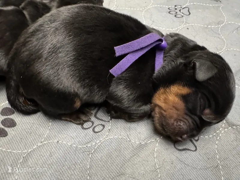 Purple girl – Rottweiler puppy for sale in Richmond, CA