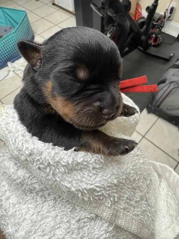 Red girl – Rottweiler puppy for sale in Richmond, CA