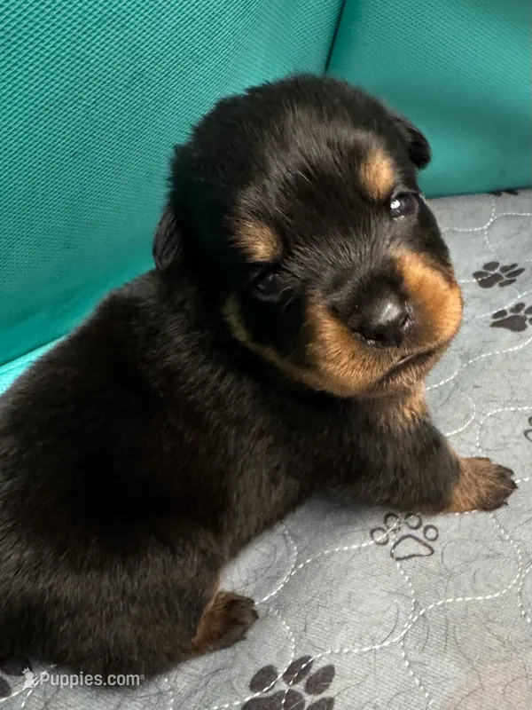 Orange girl – Rottweiler puppy for sale in Richmond, CA