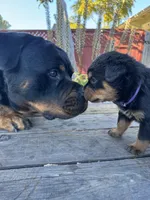 Nala , a female Rottweiler for sale in Richmond, CA – 6 of 6