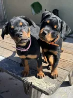 Pippa , a female Rottweiler for sale in Richmond, CA – 6 of 10