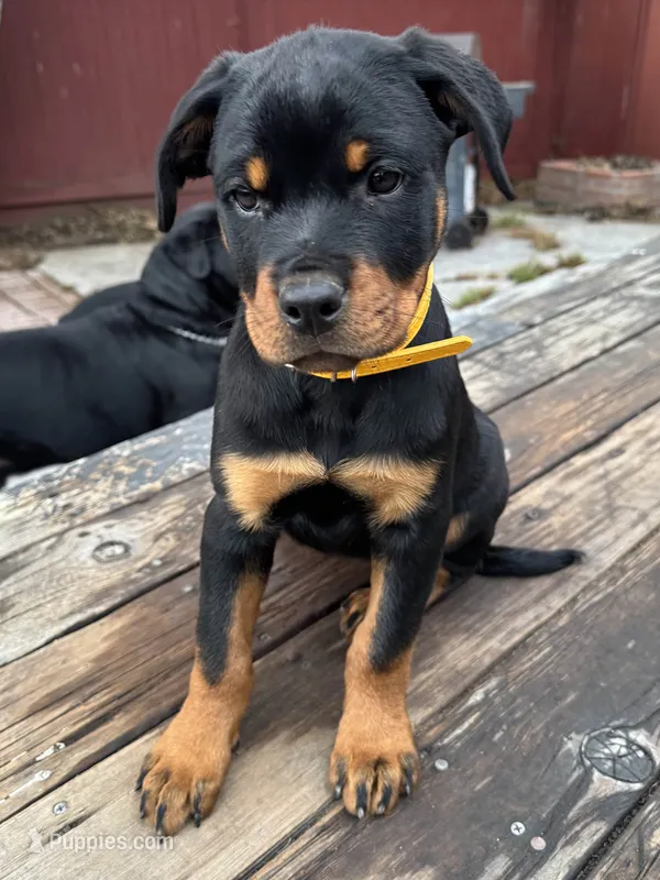 Zara – Rottweiler puppy for sale in Richmond, CA