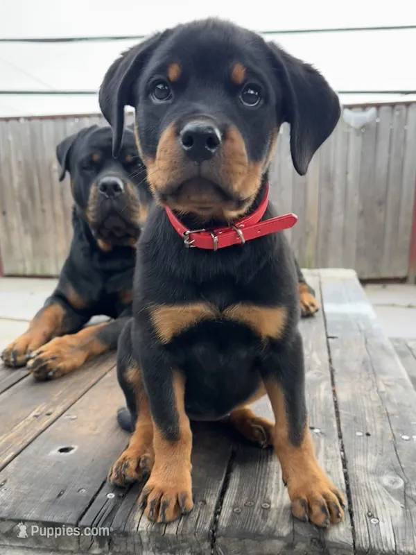 Ruby – Rottweiler puppy for sale in Richmond, CA