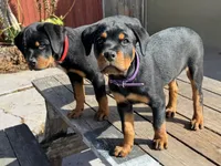 Ruby, a female Rottweiler for sale in Richmond, CA – 7 of 10