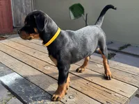 Zara, a female Rottweiler for sale in Richmond, CA – 3 of 5