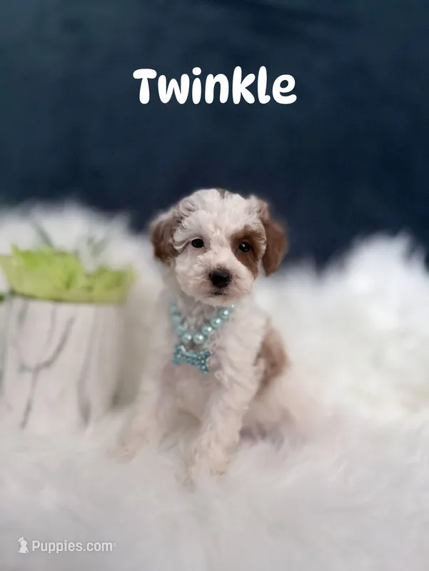 Twinkle  – Poodle - Toy  puppy for sale in Homewood, IL