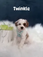 Twinkle , a female Poodle - Toy  for sale in Homewood, IL – 1 of 1