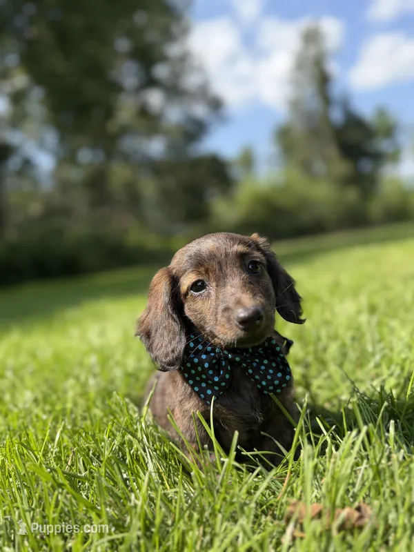 Max – Miniature Dachshund puppy for sale in Oak Brook, IL