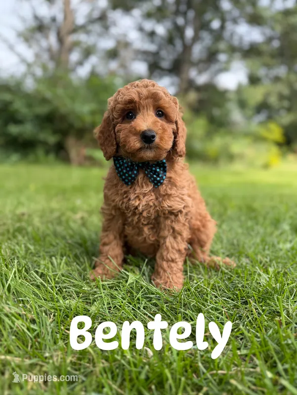 Bentely  – Miniature Goldendoodle puppy for sale in Oak Brook, IL