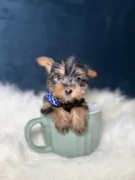 Winston , a male Yorkshire Terrier for sale in Homewood, IL – 3 of 5