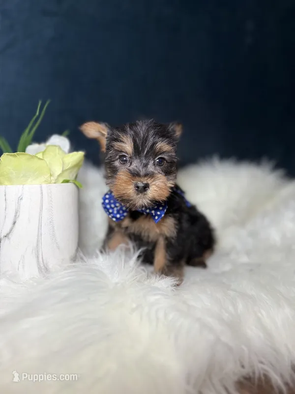 Winston  – Yorkshire Terrier puppy for sale in Homewood, IL