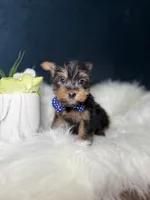 Winston , a male Yorkshire Terrier for sale in Homewood, IL – 1 of 5