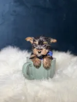 Winston , a male Yorkshire Terrier for sale in Homewood, IL – 4 of 5