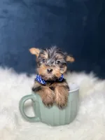 Winston , a male Yorkshire Terrier for sale in Homewood, IL – 5 of 5
