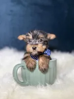 Winston , a male Yorkshire Terrier for sale in Homewood, IL – 2 of 5