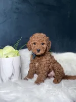 Logan , a male Miniature Goldendoodle for sale in Homewood, IL – 2 of 3