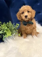 Ziggy , a male Miniature Goldendoodle for sale in Oak Brook, IL – 4 of 5