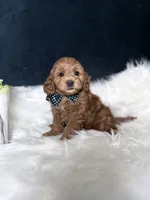 Charlie , a male Miniature Goldendoodle for sale in Homewood, IL – 2 of 3