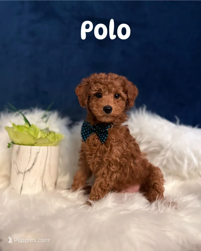 Polo – Poodle - Toy  puppy for sale in Homewood, IL