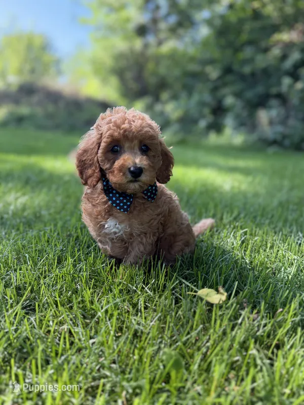 Benny  – Miniature Goldendoodle puppy for sale in Oak Brook, IL
