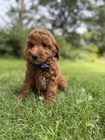 Cooper (Dark Red) , a male Miniature Goldendoodle for sale in Oak Brook, IL – 7 of 7