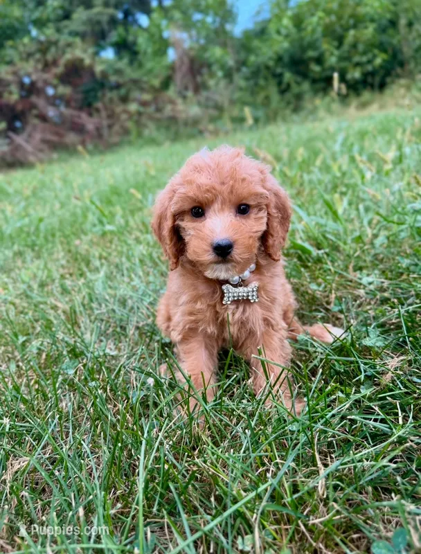 Molly  – Miniature Goldendoodle puppy for sale in Oak Brook, IL