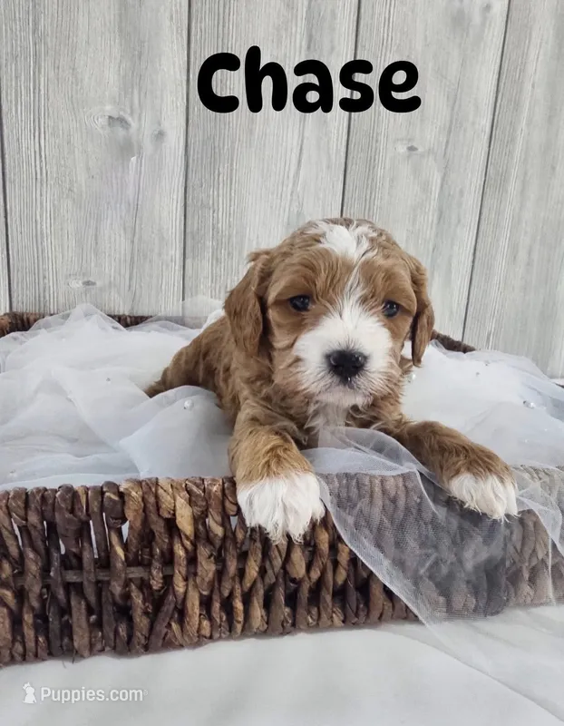 Chase  – Cavapoo puppy for sale in Homewood, IL