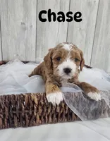 Chase , a male Cavapoo for sale in Homewood, IL – 1 of 1