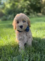 Blue , a male Miniature Goldendoodle for sale in Oak Brook, IL – 4 of 4