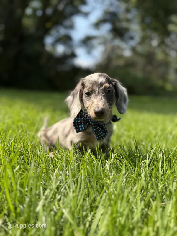 Loki (Longhaired) – Miniature Dachshund puppy for sale in Oak Brook, IL