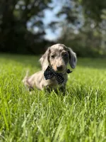 Loki (Longhaired), a male Miniature Dachshund for sale in Oak Brook, IL – 1 of 4