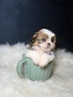 Milo, a male Shih Tzu for sale in Homewood, IL – Photo 2 of 2