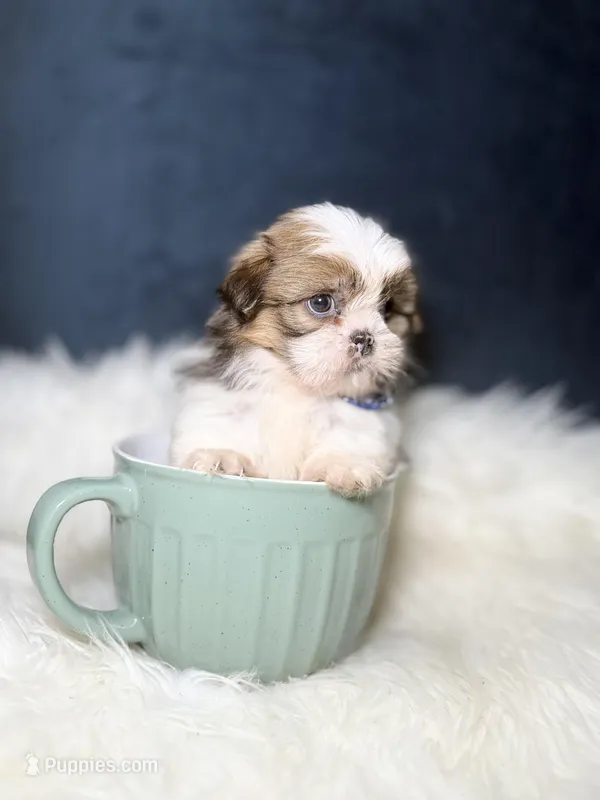 Milo – Shih Tzu puppy for sale in Homewood, IL