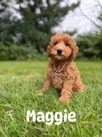 Maggie , a female Miniature Goldendoodle for sale in Oak Brook, IL – 1 of 1