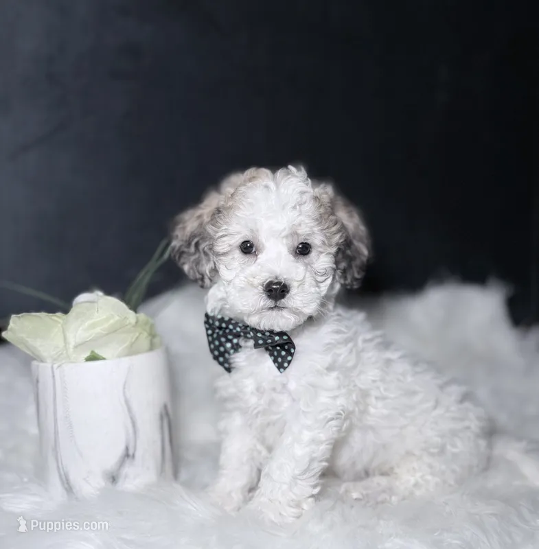 Boomer – Bichpoo puppy for sale in Homewood, IL