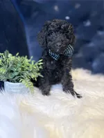 Finn, a male Miniature Goldendoodle for sale in Oak Brook, IL – 3 of 3